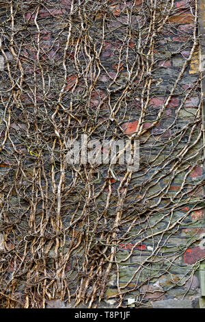 Dead ivy vine growing up stone wall producing pattern Stock Photo