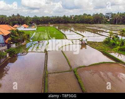 The rice fields are flooded with water. Flooded rice paddies. Agronomic methods of growing rice in the fields. Flooding the fields with water in which
