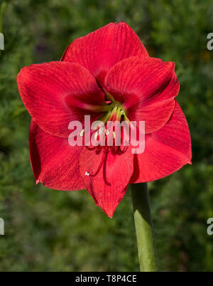 one giant red amaryllis flower on a green background of blurred foliage in a natural garden setting Stock Photo