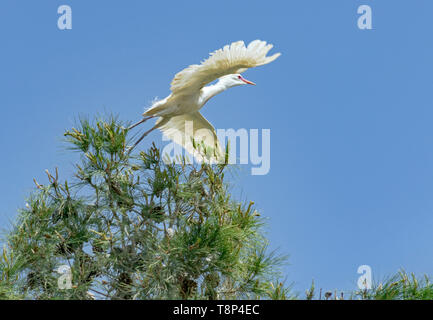 a graceful cattle egret flying away from an aleppo pine tree in Arad in Israel with a pure blue sky in the background Stock Photo