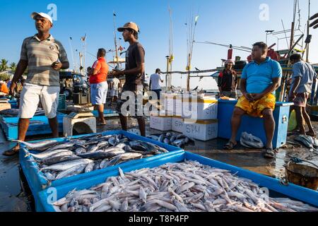 Sri Lanka, Southern province, Tangalle, the fishing harbour, fish market Stock Photo