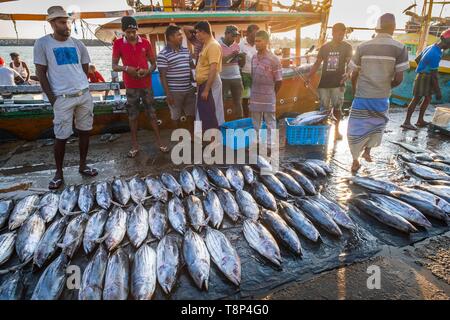 Sri Lanka, Southern province, Tangalle, the fishing harbour, fish market Stock Photo