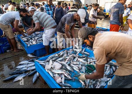 Sri Lanka, Southern province, Tangalle, the fishing harbour, fish market Stock Photo