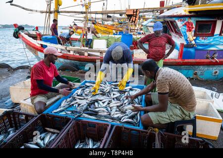 Sri Lanka, Southern province, Tangalle, the fishing harbour, fish market Stock Photo