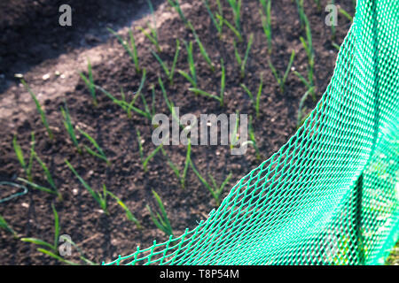 Garden beds with onions and garlic, fenced mesh. Green onions growing in the garden. Young garlic grew out of the ground against Stock Photo
