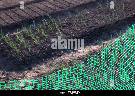 Garden beds with onions and garlic, fenced mesh. Green onions growing in the garden. Young garlic grew out of the ground against Stock Photo