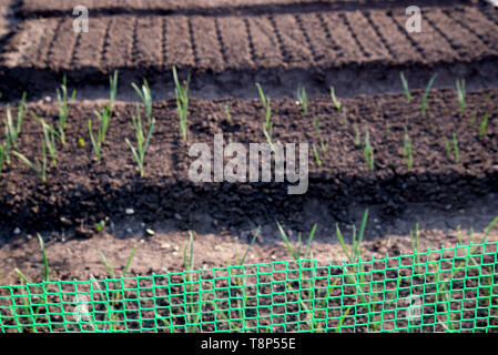 Garden beds with onions and garlic, fenced mesh. Green onions growing in the garden. Young garlic grew out of the ground against Stock Photo