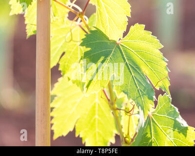 Grapevine in Setubal wine region in Portugal. Stock Photo