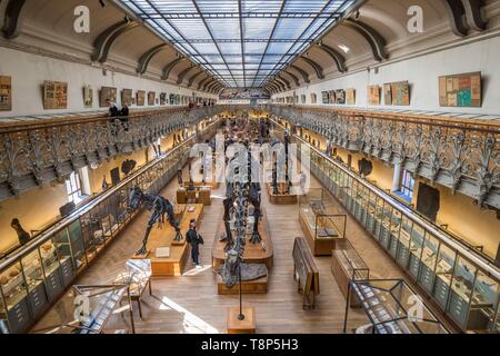 France, Paris, Jardin des Plantes, National Museum of Natural History, Galleries of Paleontology and Comparative Anatomy, fossilized skeletons of Diplodocus carnegii and Allosaurus fragilis Stock Photo