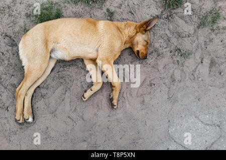 brown dog sleeping on the ground top view Stock Photo