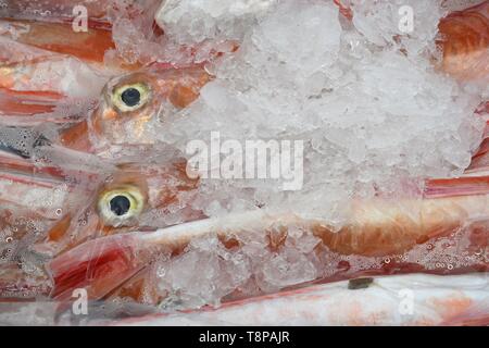 fresh Tub gurnard, Searobin, Tubfish fish-market ,  Port Andratx, April 15, 2019 | usage worldwide Stock Photo