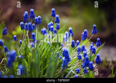 Close up of muscari flowers on the flowerbed in the spring.