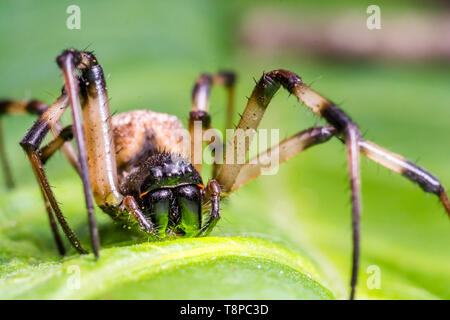 Super macro image of black and brown spider on green leaf. Wild insects. Close up nature spider. Stock Photo