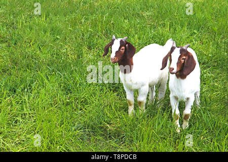 two boer kid goats standing side by side on a green pasture Stock Photo