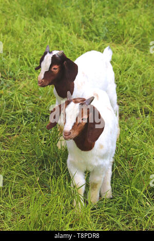 two boer kid goats standing on a meadow Stock Photo