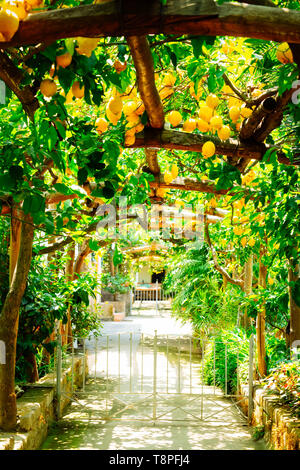 Lemon garden of Sorrento Stock Photo - Alamy