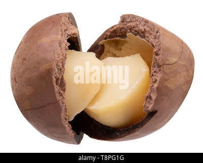 macadam nut isolated on a white background. Stock Photo