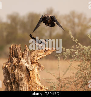 A wild Hooded Crow, Corvus cornix, aka Grey Crow attempting to land on an old tree trunk stump while another looks up defensively. Danube Delta Biosph Stock Photo