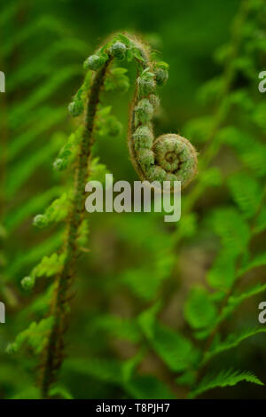 Fern frond emerging in springtime. Stock Photo