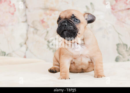 French bulldog puppy portrait over pale cream light background Stock Photo