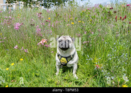 Wherrytown, Cornwall, UK. 14th May 2019. UK Weather. Wild flowers were in bloom in the May sunshine near Newlyn. Enjoying the afternoon sunshine was Titan the pug Pup.   The green space is one that has benefited from EU part funding in Cornwall Councils 'Green Infrastructure for Growth' initiative. Credit Simon Maycock / Alamy Live News. Stock Photo