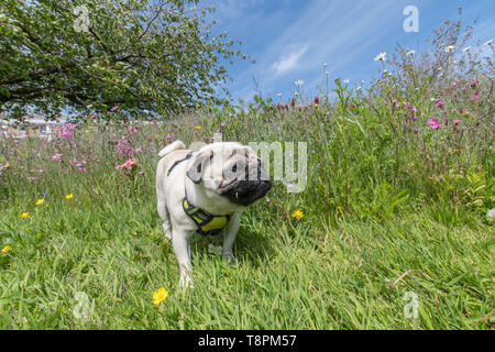 Wherrytown, Cornwall, UK. 14th May 2019. UK Weather. Wild flowers were in bloom in the May sunshine near Newlyn. Enjoying the afternoon sunshine was Titan the pug Pup.   The green space is one that has benefited from EU part funding in Cornwall Councils 'Green Infrastructure for Growth' initiative. Credit Simon Maycock / Alamy Live News. Stock Photo