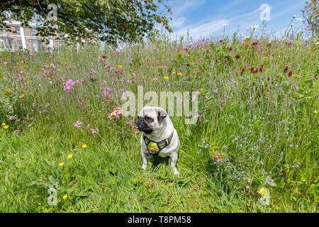 Wherrytown, Cornwall, UK. 14th May 2019. UK Weather. Wild flowers were in bloom in the May sunshine near Newlyn. The green space is one that has benefited from EU part funding in Cornwall Councils 'Green Infrastructure for Growth' initiative. Credit Simon Maycock / Alamy Live News. Stock Photo