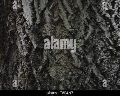 Close-up of the furrowed bark of walnut tree Stock Photo