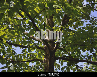 Walnut tree trunk and leaves in spring Stock Photo