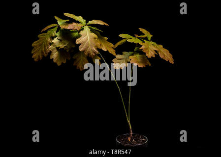 Low key life science image of english oak seedling. Black background quercus robur sapling, young plant. Stock Photo