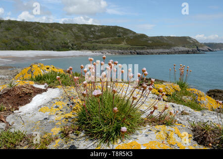 Thrift growing on rocky lichen covered outcrop at Pwyll Du bay Stock Photo