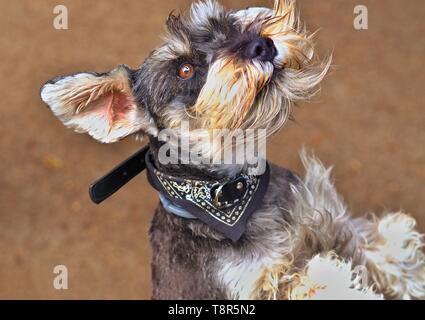 A little miniature schnauzer stands on his hind legs and his ears and beard are flying in the wind. He is gray with beige and has a collar with gray c Stock Photo
