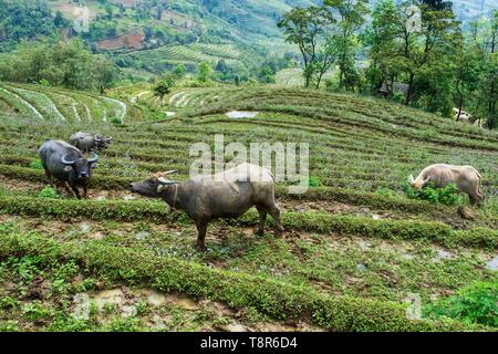 Vietnam, Lao Cai province, Sa Pa district, Asian buffalo and rice plantations in terrace Stock Photo