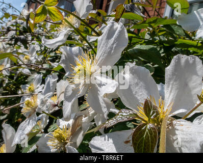 White clematis montana growing on a low wall in sunshine at Sidmouth, Devon, UK. Clematis montana var. grandiflora Stock Photo