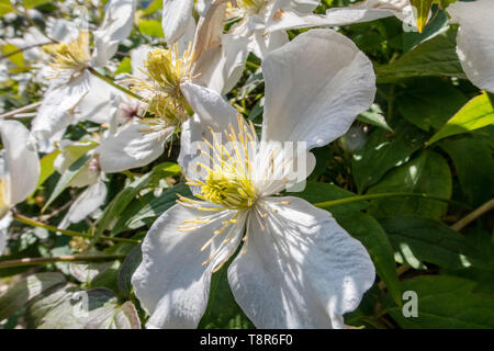 White clematis montana growing on a low wall in sunshine at Sidmouth, Devon, UK. Clematis montana var. grandiflora Stock Photo