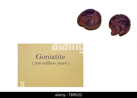 Goniatite fossil shell close-up Stock Photo