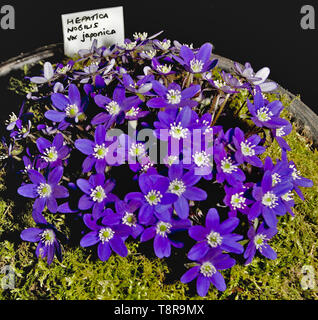 Hepatica nobilis var. japonica  a hardy alpine plant suitable for rockeries grown as a container plant for show. Stock Photo