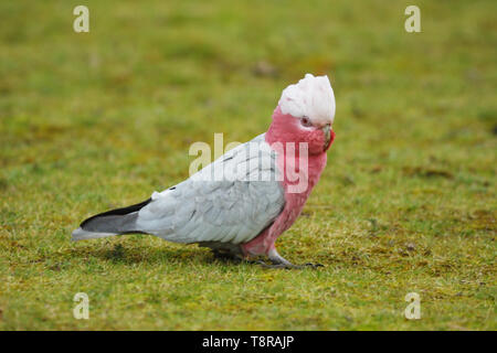 Galah (Eolophus roseicapilla) in Flinders Chase National Park on Kangaroo Island, Australia. Stock Photo