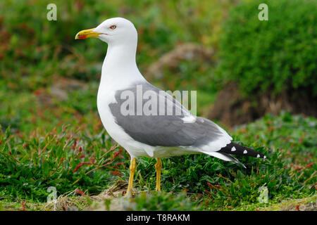 Lesser Black-backed Gull (Larus fuscus) on Skomer Island, Pembrokeshire, Wales Stock Photo