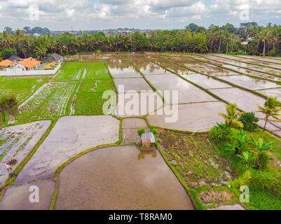 The rice fields are flooded with water. Flooded rice paddies. Agronomic methods of growing rice in the fields. Flooding the fields with water in which Stock Photo