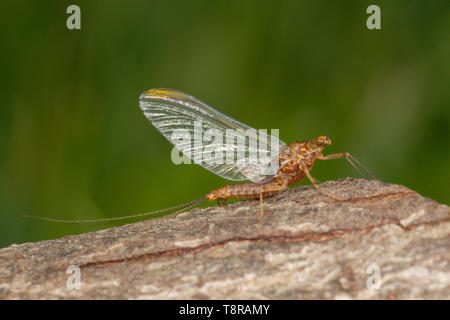 Adult Mayfly (Ephemeroptera sp.) on a dead log on the Gower Peninsula, Wales Stock Photo