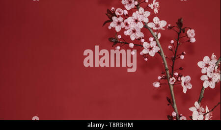 red plum tree branch against a red wall Stock Photo