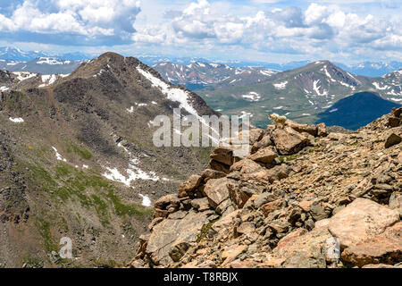 Mt. Bierstadt and Mountain Goat - A spring view of Mt. Bierstadt, with a mountain goat standing on a rocky cliff at front, seen from Mt. Evans, CO, US. Stock Photo