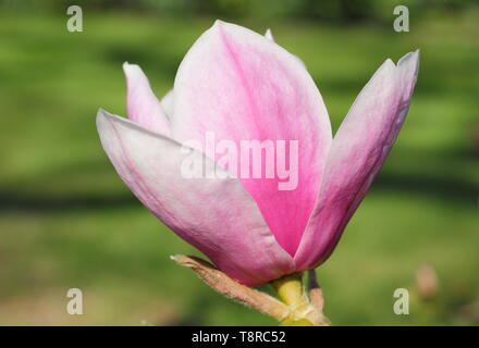 Magnolia 'Todd Gresham'. Gresham hybrid magnolia blossom in spring - UK Stock Photo