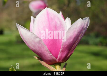 Magnolia 'Todd Gresham'. Gresham hybrid magnolia blossom in spring - UK Stock Photo