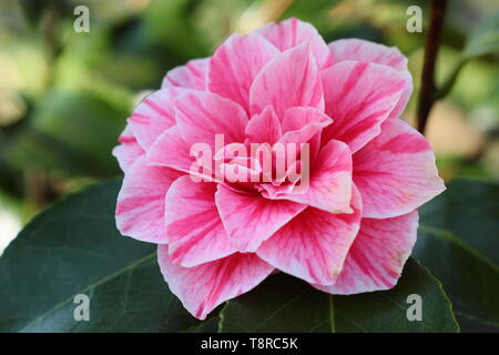 Bicoloured form of Camellia japonica 'Blood of China' dobule blossoms Stock Photo