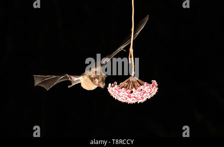 tropical bat, feeding on nectar on flower in rainforest at night, Laguna de Lagarto, Costa Rica 1 April 2019 Stock Photo