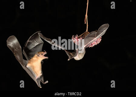 tropical bat, feeding on nectar on flower in rainforest at night, Laguna de Lagarto, Costa Rica 1 April 2019 Stock Photo