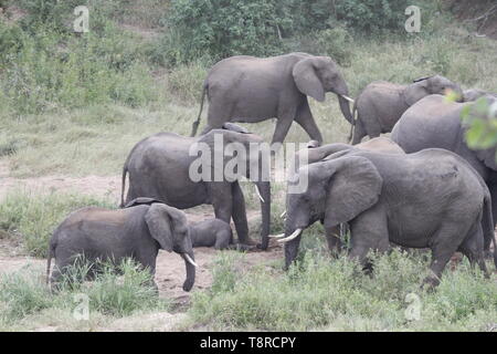 Elephant grazing on a river bank