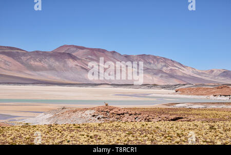 Vicuña looking out above the Salar Aguas Calientes, Atacama Desert, Chile Stock Photo